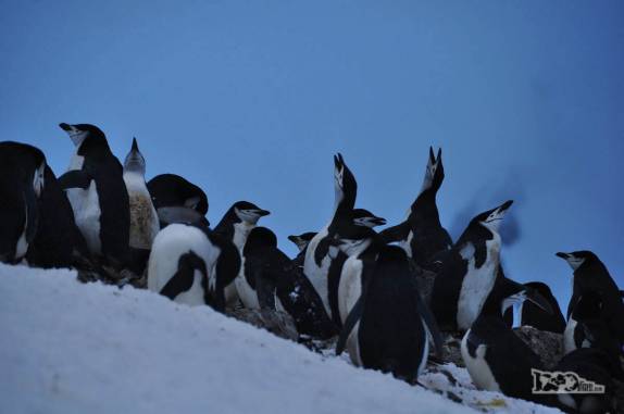 Colônia de pinguins chinstrap em Half Moon Island, na Antártida